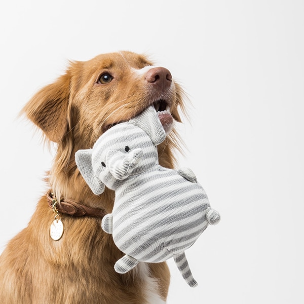 Article | “Dog Toy Maker Has Its Day with Ninth Circuit Trademark Decision”